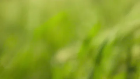 Moving through tall green grass in a field with natural light Stock Footage 339353557