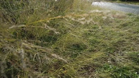 Moving through tall long dry grass Stock Footage 207600746
