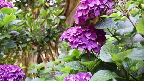 Moving through tall purple hydrangeas with shifting focus and bokeh Stock Footage 338342407