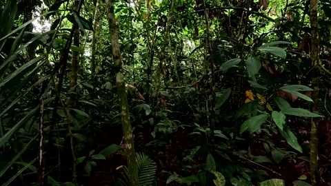 Moving through the thick undergrowth of a tropical forest 库存影片 336929539