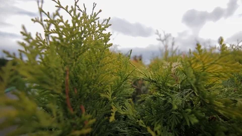 Moving through the thuja leaves closeup Stock Footage 122831851