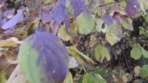 Moving through tree leaves, autumn season Video stock 99965044