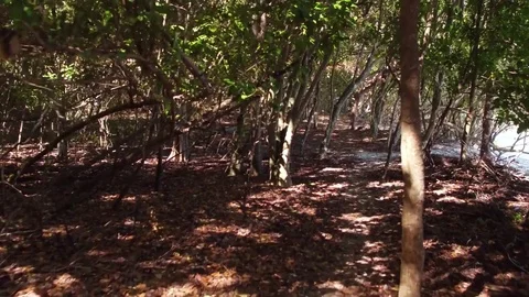 Moving through a tree lined hiking trail, hawksnest, st john Stock Footage 72686063