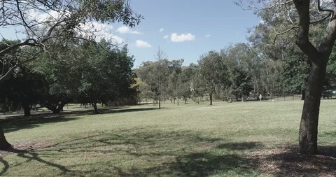 Moving through trees Video stock 96224154