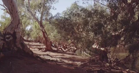 Moving through the trees Stock Footage 152384144