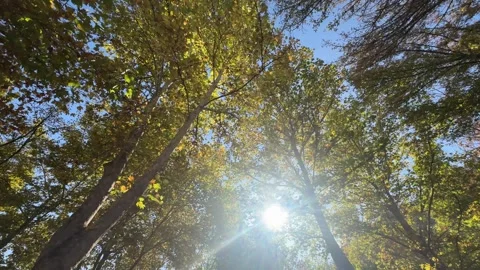 Moving Through Trees in a Forest During Spring Season Stock Footage 329968827