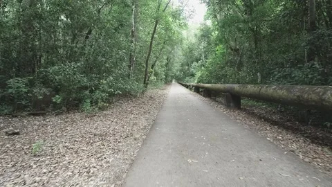 Moving through the trees on a roadway Stock Footage 142981912