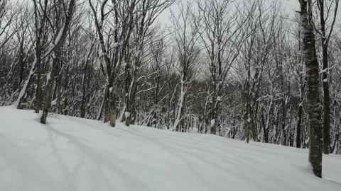 Moving through trees in the snow Stock Footage 246048692