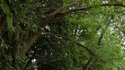 Moving through trees tilted upward view creepy Stock Footage 92952410
