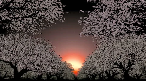 Moving through trees toward sunset Stock Footage 44348539