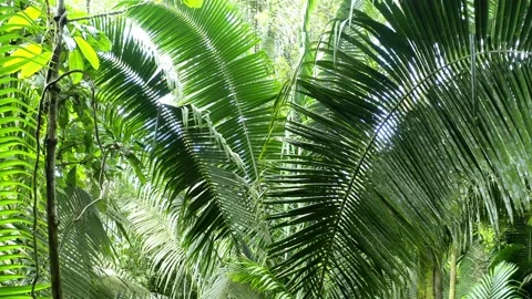 Moving through a tropical forest, between the large leaves of a fern tree Stock Footage 160317740