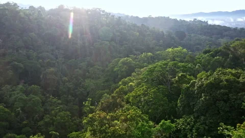 Moving through a tropical forest canopy with sun flares Video stock 236774533