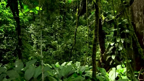 Moving through a tropical forest. Video stock 246803767