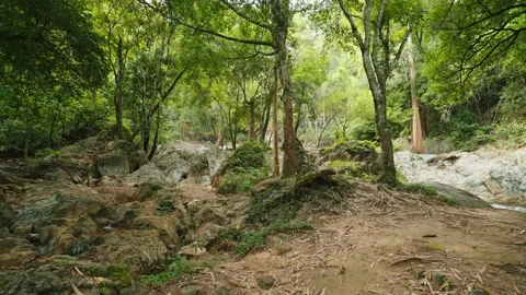 Moving through tropical forest with large tree at the front and lush coloration Stock Footage 222033199