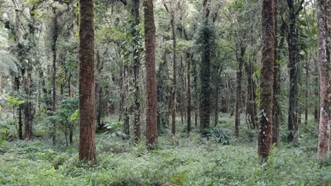 Moving through a tropical forest with a large tree at the front and a lush Stock Footage 231279609