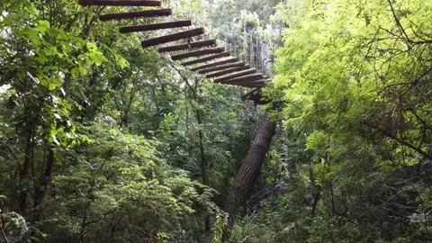 Moving through a tropical forest with a large tree at the front and a lush Stock Footage 238420713