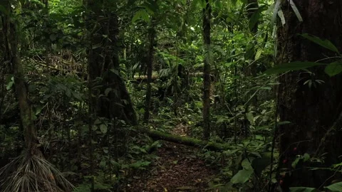 Moving through a tropical rainforest full of branches and large trees Vidéo 142756913