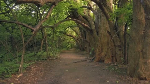 Moving Through A Tunnel Of Overarching Trees Stock Footage