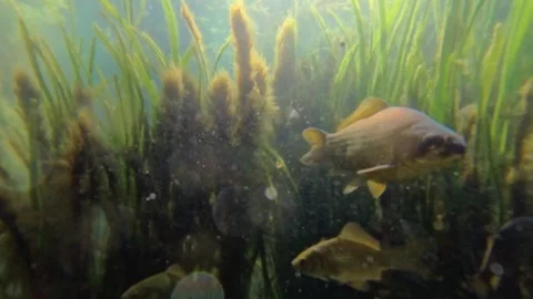 Moving through underwater Stock Footage 310741620