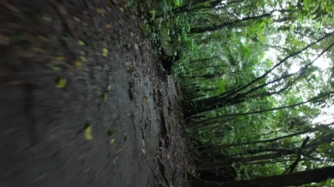 Moving through a wet dense rainforest - Camera rotates.  Arenal Volcano Park. Stock Footage 302939293