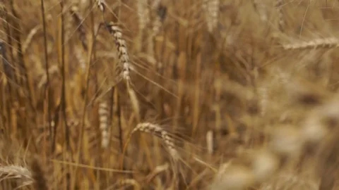 Moving through wheat field Stock Footage