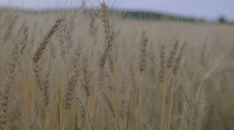 Moving through the wheat field - slow mo Video stock 64213543