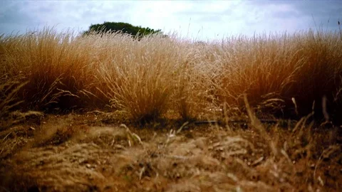 Moving  through wheat windy weather Stock-Footage 74024260