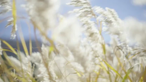 Moving Through White Pampas Blowing in the Wind Stock Footage 217655567