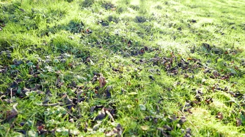 Moving Through Wild Meadow Stock Footage 58840932