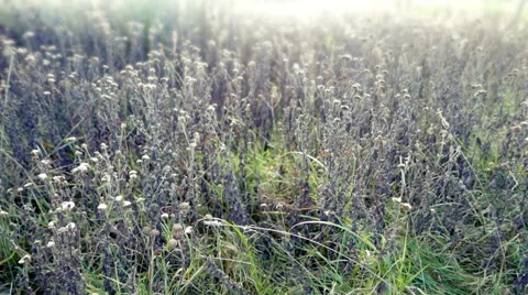 Moving Through Wild Plants Stock Footage 58840769