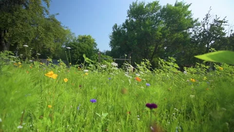 Moving through a wildflower field Stock Footage 160055233
