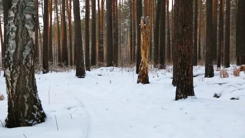 Moving through the winter forest Stock Footage 85213975