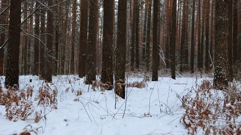 Moving through the winter pine forest Stock Footage 85213989