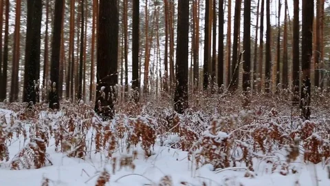 Moving through the winter pine forest Video stock 85214009