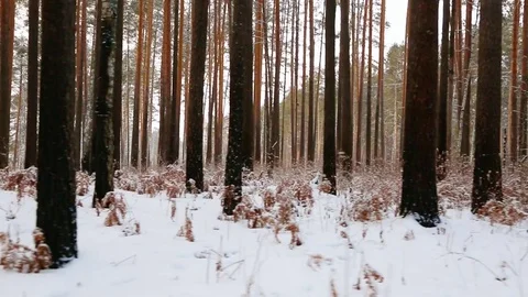 Moving through the winter pine forest 库存影片 85214089