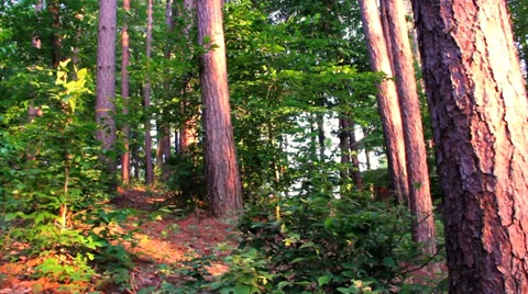 Moving Through the Woods Stock Footage 35293233