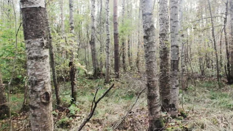 Moving Through Woods, Personal Perspective Of Person Walking Through Wild Forest Video stock 162590457