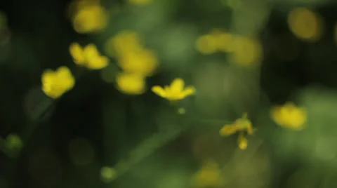 Moving through yellow flowers 2 Stock Footage 36347780