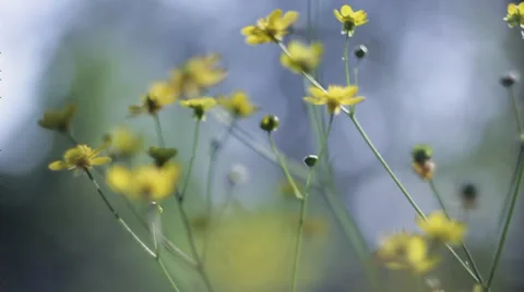 Moving through yellow flowers 4 Stock Footage 36346550
