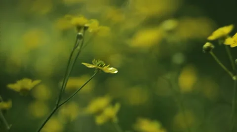 Moving through yellow flowers Видео 36345710
