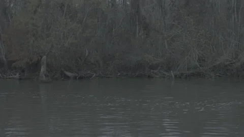 Moving Thru Swamp side shore Stock Footage 169191018