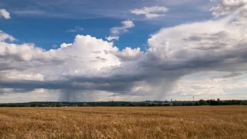Moving thundercloud over a wheat field Video stock 135879738