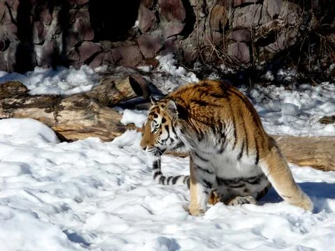 Moving tiger Foto stock