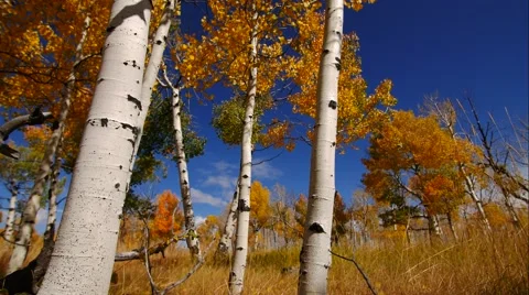 A moving time lapse video of some golden aspen trees and a big blue sky Stock Footage 55833054