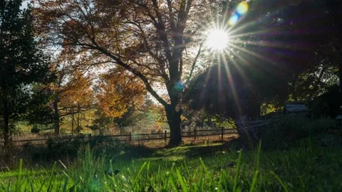 Moving timelapse through grass autumn sunset Stock Footage 254422383