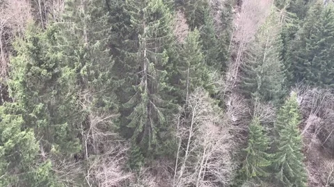 Moving Top Down View Of Woods Stock Footage 237361688