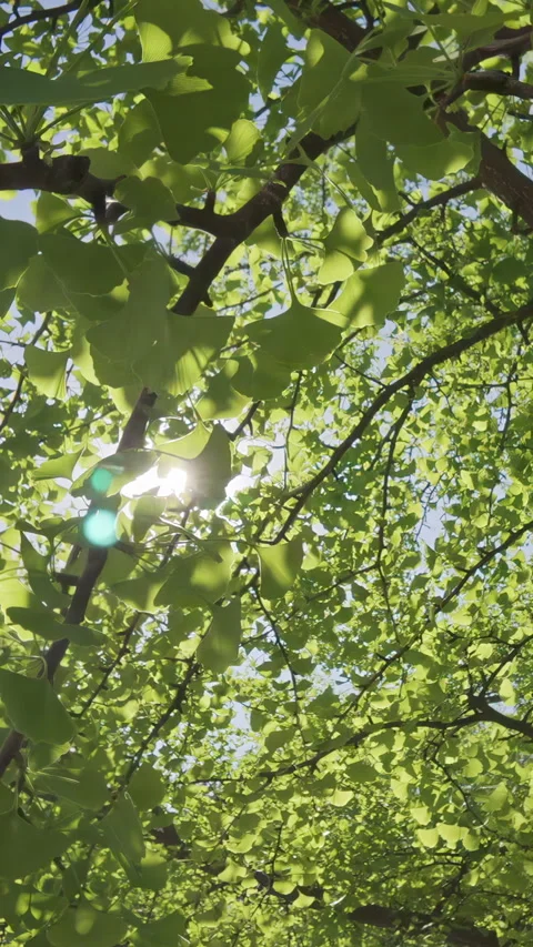 Moving up toward crown through foliage of Maidenhair Tree, Ginkgo biloba in blue Stock Footage 329671338