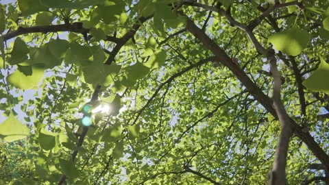 Moving up toward crown through foliage of Maidenhair Tree, Ginkgo biloba in blue Stockbeeldmateriaal 331572364