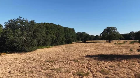 Moving Toward Trees Across Dry Summer Grassland Nature Landscape Stock Footage 341669140