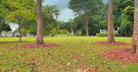 Moving Towards Deep Forest Side Stock Footage 159346233